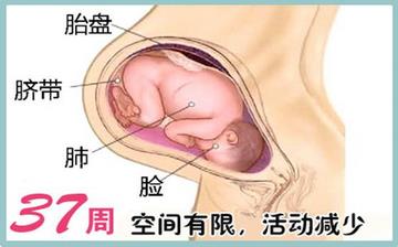 【懷孕37周】懷孕37周發(fā)育指標(biāo)檢查_懷孕37周胎兒變化_媽媽狀態(tài)_懷孕37周注意事項 【懷孕37周】懷孕37周發(fā)育指標(biāo)檢查_懷孕37周胎兒變化_媽媽狀態(tài)_懷孕37周注意事項