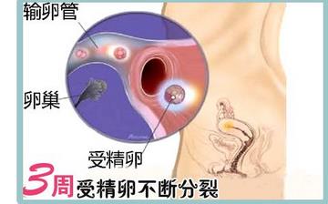 【懷孕3周】早孕3周癥狀_懷孕3周胎兒圖片_懷孕3周吃什么補身體 【懷孕3周】早孕3周癥狀_懷孕3周胎兒圖片_懷孕3周吃什么補身體