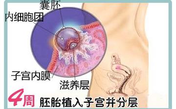【懷孕4周】早孕4周癥狀_懷孕4周胎兒圖片_懷孕4周吃什么補(bǔ)身體 【懷孕4周】早孕4周癥狀_懷孕4周胎兒圖片_懷孕4周吃什么補(bǔ)身體