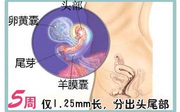 【懷孕5周】早孕5周癥狀_懷孕5周胎兒圖片_懷孕5周吃什么補(bǔ)身體 【懷孕5周】早孕5周癥狀_懷孕5周胎兒圖片_懷孕5周吃什么補(bǔ)身體