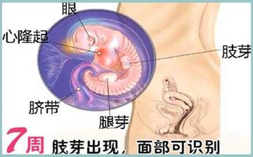 【懷孕7周】早孕7周癥狀_懷孕7周胎兒圖片_懷孕7周吃什么補(bǔ)身體 【懷孕7周】早孕7周癥狀_懷孕7周胎兒圖片_懷孕7周吃什么補(bǔ)身體