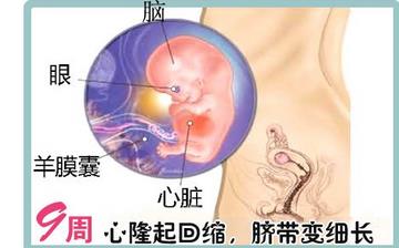 【懷孕9周】早孕9周癥狀_懷孕9周胎兒圖片_懷孕9周吃什么補(bǔ)身體 【懷孕9周】早孕9周癥狀_懷孕9周胎兒圖片_懷孕9周吃什么補(bǔ)身體