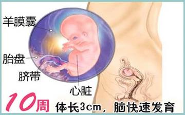 【懷孕10周】早孕10周癥狀_懷孕10周胎兒圖片_懷孕10周吃什么補身體 【懷孕10周】早孕10周癥狀_懷孕10周胎兒圖片_懷孕10周吃什么補身體