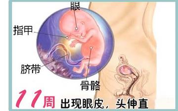 【懷孕11周】早孕11周癥狀_懷孕11周胎兒圖片_懷孕11周吃什么補身體 【懷孕11周】早孕11周癥狀_懷孕11周胎兒圖片_懷孕11周吃什么補身體