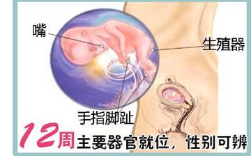 【懷孕12周】早孕12周癥狀_懷孕12周胎兒圖片_懷孕12周吃什么補身體 【懷孕12周】早孕12周癥狀_懷孕12周胎兒圖片_懷孕12周吃什么補身體