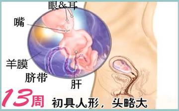 【懷孕13周】早孕13周癥狀_懷孕13周胎兒圖片_懷孕13周吃什么補身體 【懷孕13周】早孕13周癥狀_懷孕13周胎兒圖片_懷孕13周吃什么補身體