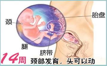 【懷孕14周】懷孕14周癥狀_懷孕14周胎兒圖片_B超數(shù)據(jù)_懷孕14周吃什么補(bǔ)身體 【懷孕14周】懷孕14周癥狀_懷孕14周胎兒圖片_B超數(shù)據(jù)_懷孕14周吃什么補(bǔ)身體