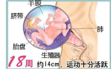 【懷孕18周】懷孕18周癥狀_懷孕18周胎兒圖片_B超數(shù)據(jù)_懷孕18周吃什么補(bǔ)身體 【懷孕18周】懷孕18周癥狀_懷孕18周胎兒圖片_B超數(shù)據(jù)_懷孕18周吃什么補(bǔ)身體