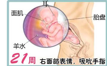 【懷孕21周】懷孕21周癥狀_懷孕21周胎兒圖片_B超數(shù)據(jù)_懷孕21周吃什么補(bǔ)身體 【懷孕21周】懷孕21周癥狀_懷孕21周胎兒圖片_B超數(shù)據(jù)_懷孕21周吃什么補(bǔ)身體