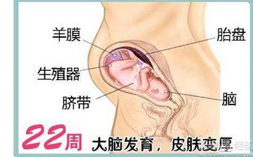 【懷孕22周】懷孕22周癥狀_懷孕22周胎兒圖片_B超數(shù)據(jù)_懷孕22周吃什么補(bǔ)身體 【懷孕22周】懷孕22周癥狀_懷孕22周胎兒圖片_B超數(shù)據(jù)_懷孕22周吃什么補(bǔ)身體