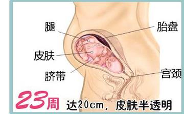 【懷孕23周】懷孕23周癥狀_懷孕23周胎兒圖片_B超數(shù)據(jù)_懷孕23周吃什么補身體 【懷孕23周】懷孕23周癥狀_懷孕23周胎兒圖片_B超數(shù)據(jù)_懷孕23周吃什么補身體