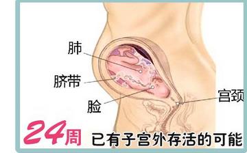 【懷孕24周】懷孕24周癥狀_懷孕24周胎兒圖片_B超數(shù)據(jù)_懷孕24周吃什么補(bǔ)身體 【懷孕24周】懷孕24周癥狀_懷孕24周胎兒圖片_B超數(shù)據(jù)_懷孕24周吃什么補(bǔ)身體