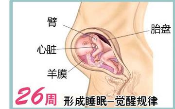 【懷孕26周】懷孕26周癥狀_懷孕26周胎兒變化_媽媽狀態(tài)_懷孕26周注意事項 【懷孕26周】懷孕26周癥狀_懷孕26周胎兒變化_媽媽狀態(tài)_懷孕26周注意事項