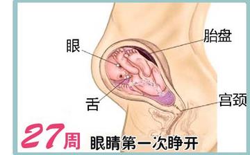 【懷孕27周】懷孕27周癥狀_懷孕27周胎兒變化_媽媽狀態(tài)_懷孕27周注意事項(xiàng) 【懷孕27周】懷孕27周癥狀_懷孕27周胎兒變化_媽媽狀態(tài)_懷孕27周注意事項(xiàng)