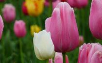 家里不適合養(yǎng)什么花草？