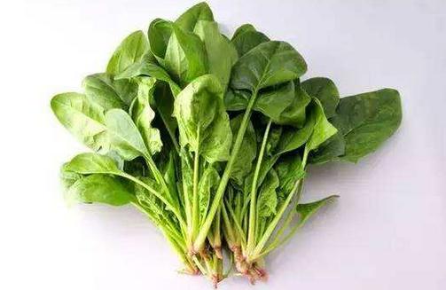 菠菜根的營(yíng)養(yǎng)價(jià)值不可小覷