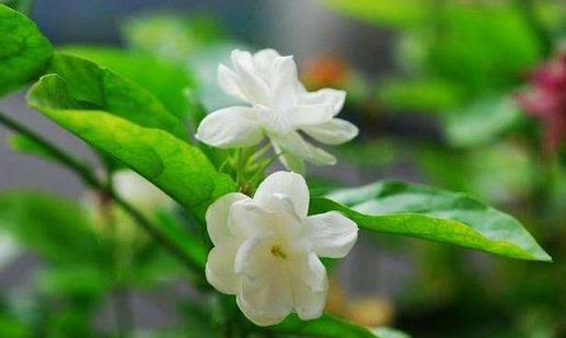 茉莉怎么吃？茉莉可清熱解毒