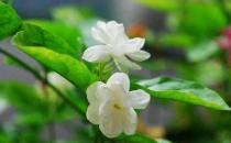 茉莉怎么吃？茉莉可清熱解毒