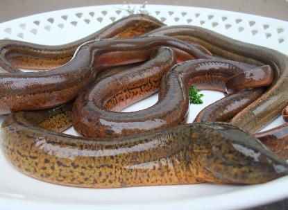 黃鱔什么季節(jié)吃最好 黃鱔魚(yú)的功效與作用 黃鱔清洗