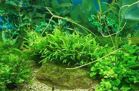 水草是什么？水草的種類和特征