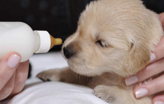 沒(méi)斷奶的小狗怎么照顧？仔犬飼養(yǎng)方法