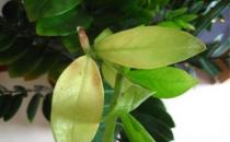 金錢(qián)樹(shù)葉子發(fā)黃怎么辦 根部很容易因?yàn)榉e水而腐爛