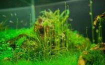 水草是什么？水草的種類和特征