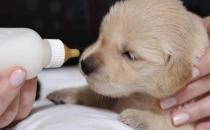 沒斷奶的小狗怎么照顧？仔犬飼養(yǎng)方法