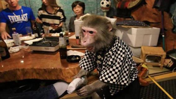 日本最火爆的餐廳之一 猴子當(dāng)服務(wù)生，報(bào)酬只要香蕉