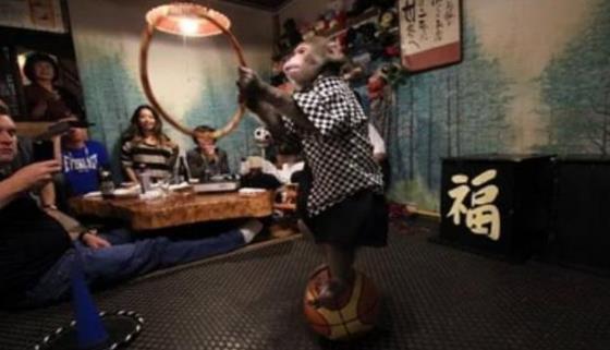日本最火爆的餐廳之一 猴子當(dāng)服務(wù)生，報(bào)酬只要香蕉