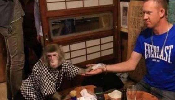 日本最火爆的餐廳之一 猴子當(dāng)服務(wù)生，報(bào)酬只要香蕉