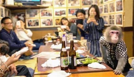 日本最火爆的餐廳之一 猴子當(dāng)服務(wù)生，報(bào)酬只要香蕉