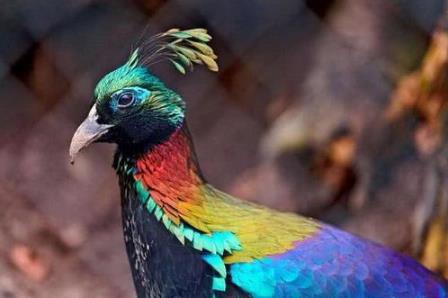 尼泊爾國鳥九色鳥棕尾虹雉 中國一級保護動物