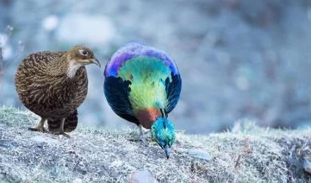 尼泊爾國鳥九色鳥棕尾虹雉 中國一級保護動物