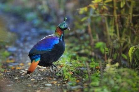 尼泊爾國鳥九色鳥棕尾虹雉 中國一級保護動物