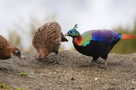 尼泊爾國鳥九色鳥棕尾虹雉 中國一級保護動物