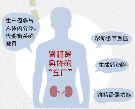 腎好才是硬道理 日常保護(hù)腎臟的方法