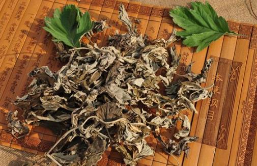 艾葉的功效 中醫(yī)大夫教你用艾葉和黑眼圈說(shuō)拜拜