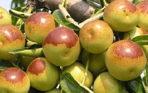 冬棗有哪些益處？醫(yī)生：冬棗的這四個(gè)功效你要知道，解酒