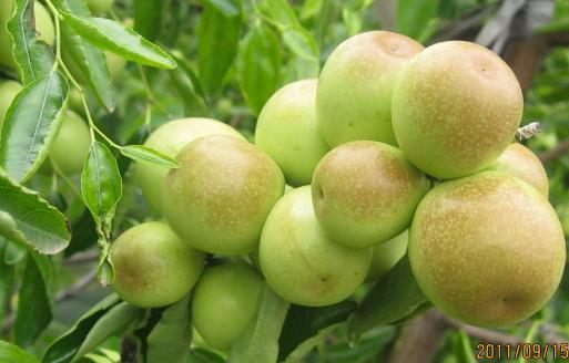 冬棗有哪些益處？醫(yī)生：冬棗的這四個(gè)功效你要知道，解酒