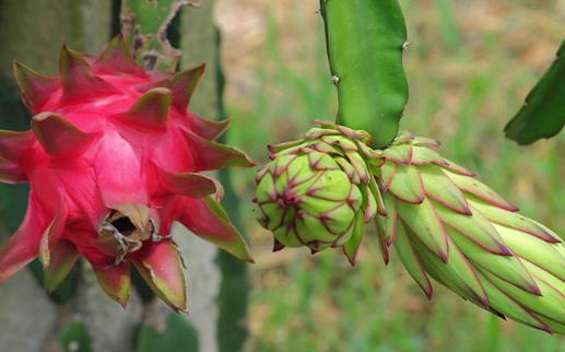 火龍果紅心還是白心好？關(guān)于火龍果的營(yíng)養(yǎng)價(jià)值你知道多少