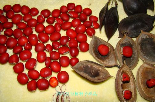 紅豆不只是相思其實(shí)吃更好 營(yíng)養(yǎng)豐富好處多