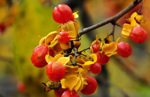 紅豆不只是相思其實(shí)吃更好 營(yíng)養(yǎng)豐富好處多