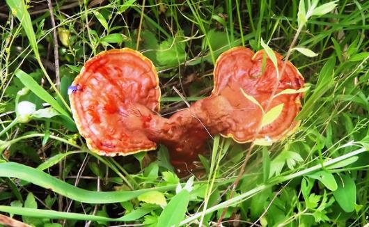 春季養(yǎng)陽(yáng) 多吃靈芝藥膳幫你輕松降壓