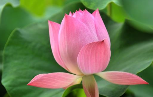 吃蓮子補(bǔ)養(yǎng)心腎 養(yǎng)生蓮子6食譜