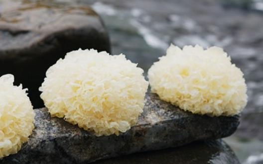 銀耳營養(yǎng)價(jià)值高 春季止咳潤肺可吃它