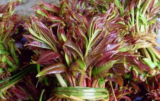 香椿好吃有營(yíng)養(yǎng) 但應(yīng)注意香椿的同食禁忌