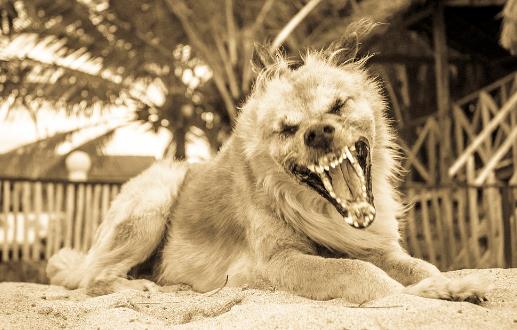 認(rèn)識(shí)狂犬病，多一份認(rèn)知就少點(diǎn)恐慌。