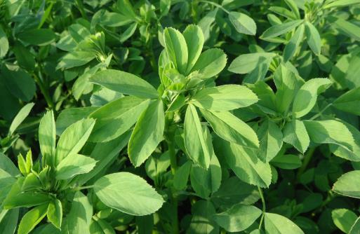 野菜七頭一腦最全攻略 教你野菜做法大全養(yǎng)生又健康