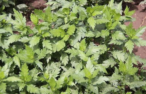 野菜七頭一腦最全攻略 教你野菜做法大全養(yǎng)生又健康